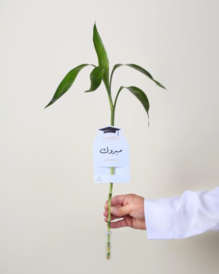 توزيعات ساق البامبو معلق بكارت (مبروك) مع وعاء لحفظ الماء