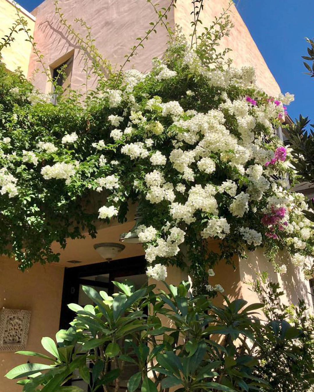 متسلقـــــــــــــــات