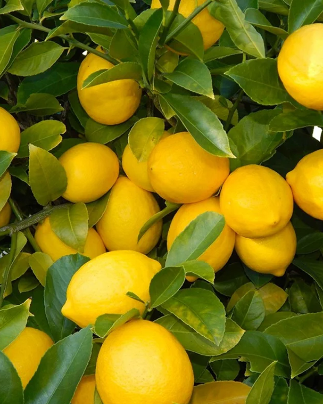 أشجـار حمضيات وفواكة