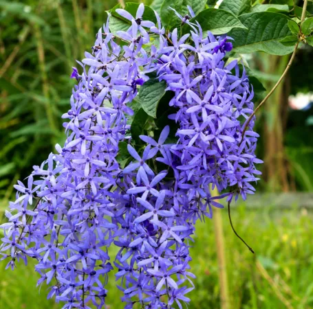 إكليل الملكة المتسلق Petrea volubilis