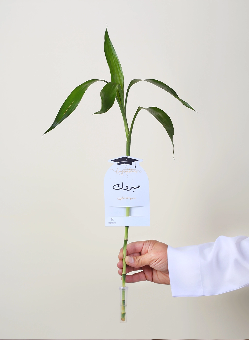 توزيعات ساق البامبو معلق مع (كارت إهداء “مبروك” + وعاء لحفظ الماء)