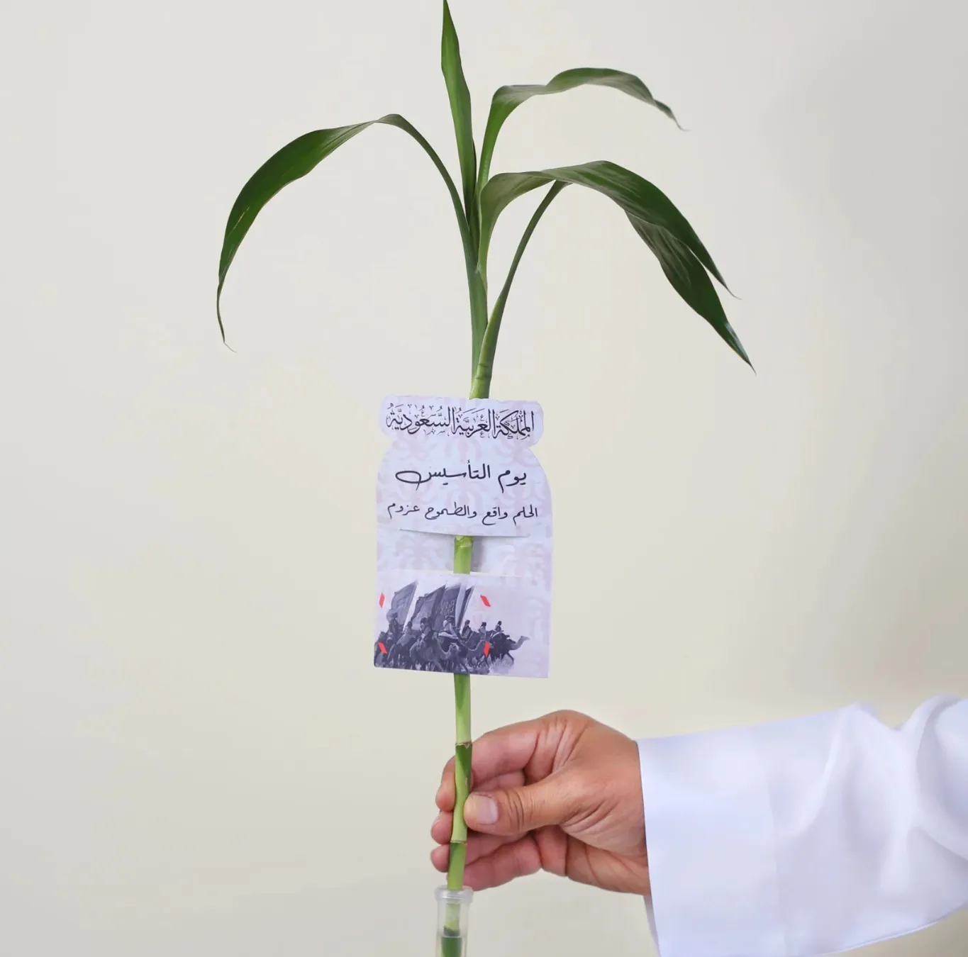 توزيعات ساق البامبو معلق مع كارت اهداء يوم التأسيس توزيعات ساق البامبو معلق مع كارت اهداء يوم التأسيس