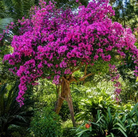جهنمية تايلندي - Bougainvillea spectabilis