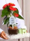 هدية الانتوريوم الأحمر في صينية اكريليك وتغليف شفاف مع (شوكولاتة انوش + تغريسة حسب المناسبة)
