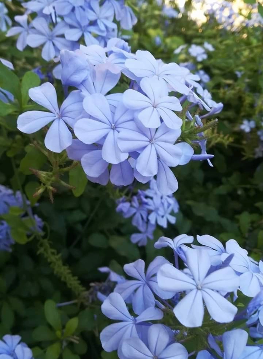 ياسمين ازرق