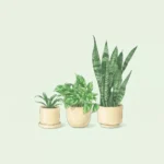 باكجات Packages