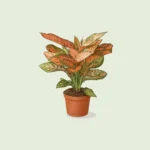 نباتات داخلية indoor plants
