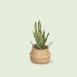 نباتات داخلية مجهزة بمركن potted indoor plants