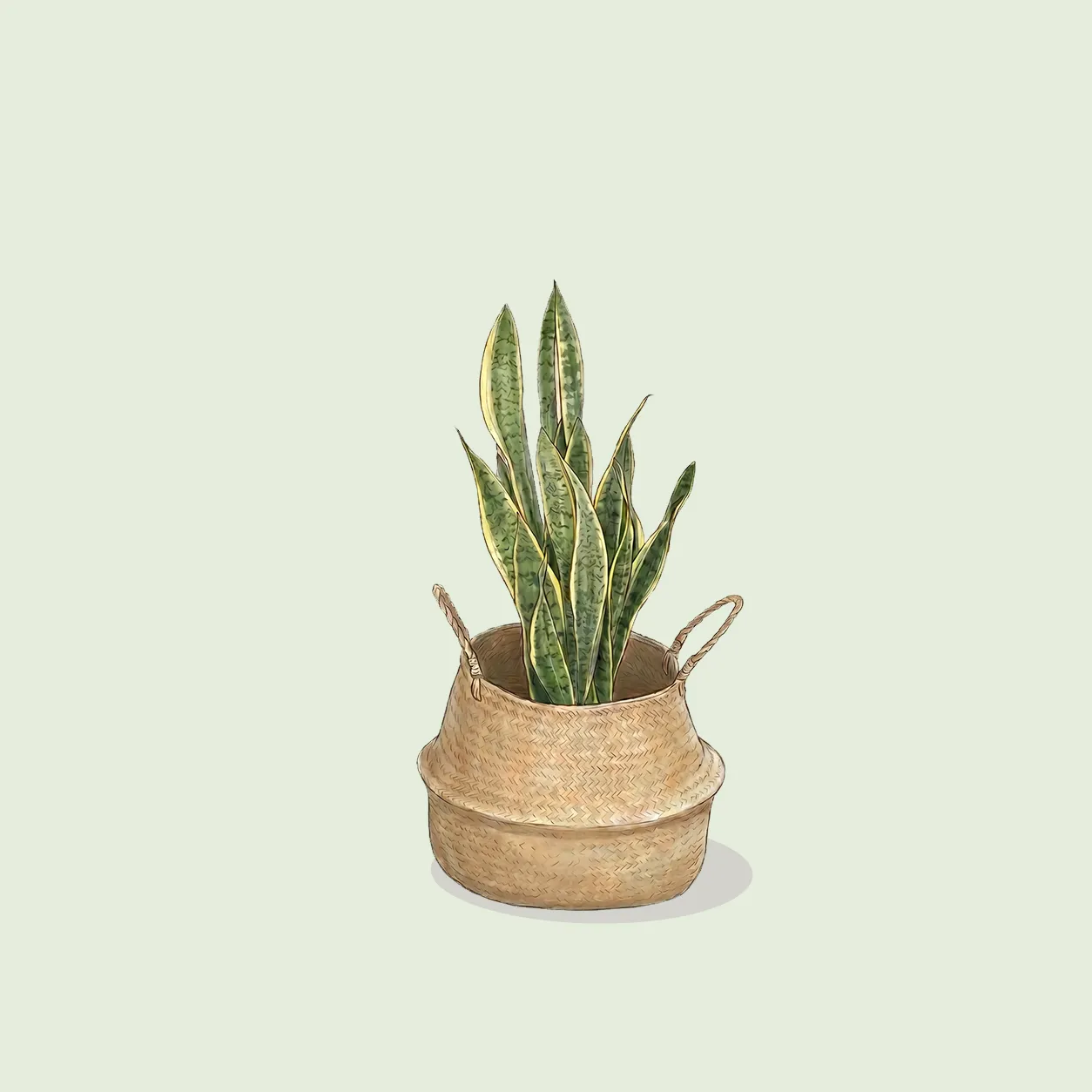 نباتات داخلية مجهزة بمركن potted indoor plants