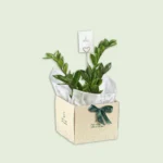 هدايا وتوزيعات gifts and giveaways